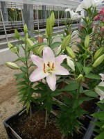 [4603 VZ W08 0332-01 Tucson No01.JPG]